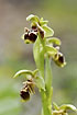 A rare orchid - endemic for the island of Lesbos