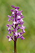 Photo ofPainted orchid  (Orchis picta). Photographer: 