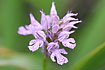 Photo ofToothed orchid  (Orchis tridentata). Photographer: 