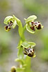 Foto af Tyrehoved-Ophrys (Ophrys bucephala). Fotograf: 