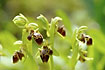 Photo ofBull-head Ophrys (Ophrys bucephala). Photographer: 