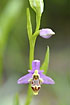 Umbilcate Bee-orchid/Woodcock orchid