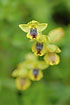 Yellow Ophrys with small flowers: Ophrys lutea sicula/Ophrys sicula