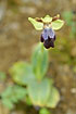 Photo ofRainbow Ophrys (Ophrys iricolor). Photographer: 