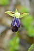 Foto af Iriserende Ophrys (Ophrys iricolor). Fotograf: 