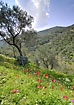 Red flowers in olive orchard