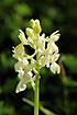 Photo ofProvence Orchid (Orchis provincialis). Photographer: 