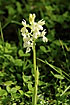 Photo ofProvence Orchid (Orchis provincialis). Photographer: 