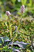 Photo ofDense-flowered Orchid (Neotinea maculata). Photographer: 