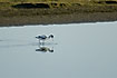 Avocet with a mirror image