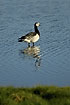 Barnacle Goose in the low water