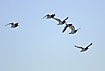 A group of Oystercatchers flying