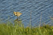Bar-tailed Godwit in the low water