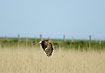Hen Harrier juvenile/female hunting in the reeds