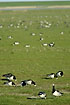 Large groups of barnacle geese fouraging on the beach meadows