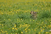 Hare lying low in the grass
