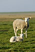 Sheep and lamb on the beach meadow