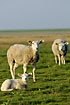 Sheep and lamb on the beach meadow