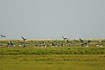 Brent geese landing on the meadow