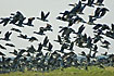 A large group of brent geese taking flight