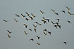Flying brent geese