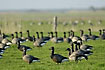 A large group of brent geese