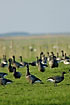 Brent geese on the meadow
