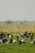 Brent geese on meadow