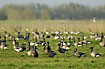 A large group of brent geese