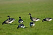Brent geese fouraging