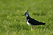 Lapwing on the meadow