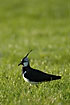 The characteristic crest of the northenr lapwing