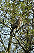 Common Buzzard in tree
