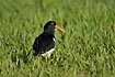 Oystercatcher in the low grass
