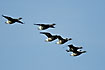 Flying Brent Geese
