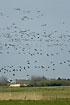 Huge groups of geese fourage on Mandoe in the spring months