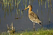 Black-tailed Godwit male at the water edge