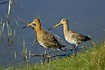 A pair of Black-tailed Godwits 