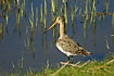 Black-tailed Godwit female at the water edge