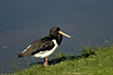 Oystercatcher at the water edge