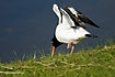 Oystercatcher with elevated wings
