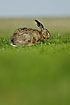 European Hare eating grass