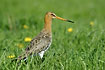 Black-tailed Godwit in the meadow
