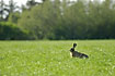 Hare in grass field