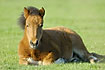 Young horse relaxing in the field