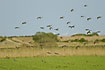 Plovers in flight over the field