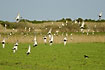 Plovers in flight over field