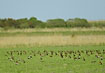 Plovers resting on field