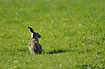 European Hare on field