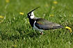 Northern Lapwing on field